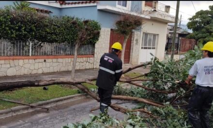 Temporal: equipos municipales trabajan ante la cantidad de árboles que cedieron y los anegamientos registrados