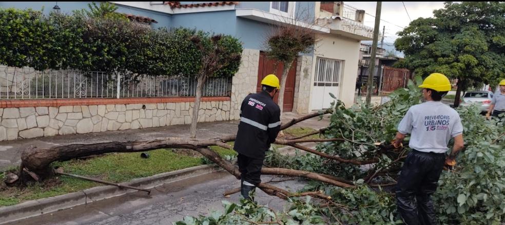 Temporal: equipos municipales trabajan ante la cantidad de árboles que cedieron y los anegamientos registrados